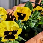 Apartman Romantic Terrace Firenze