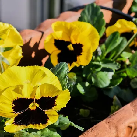 Апартаменты Romantic Terrace Флоренция